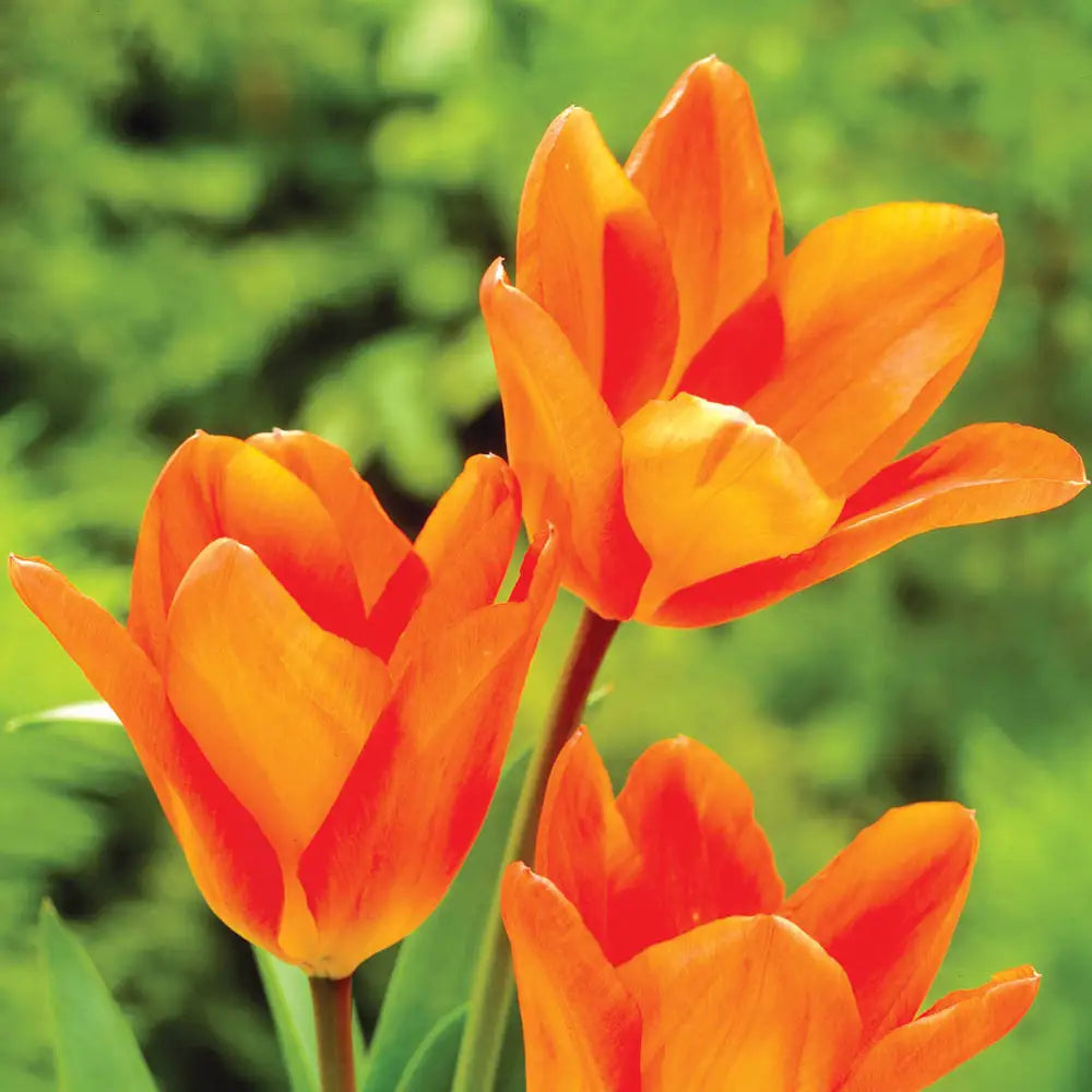 Orange Tulip flower seeds