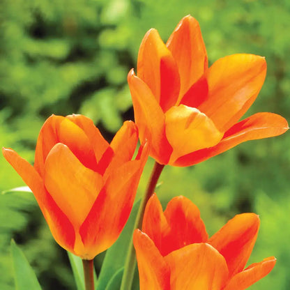Orange Tulip flower seeds