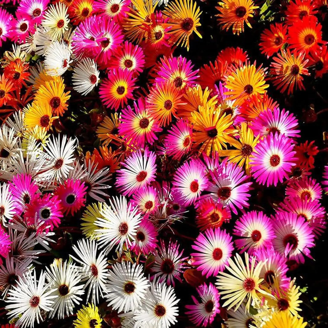 Summer flower seeds
