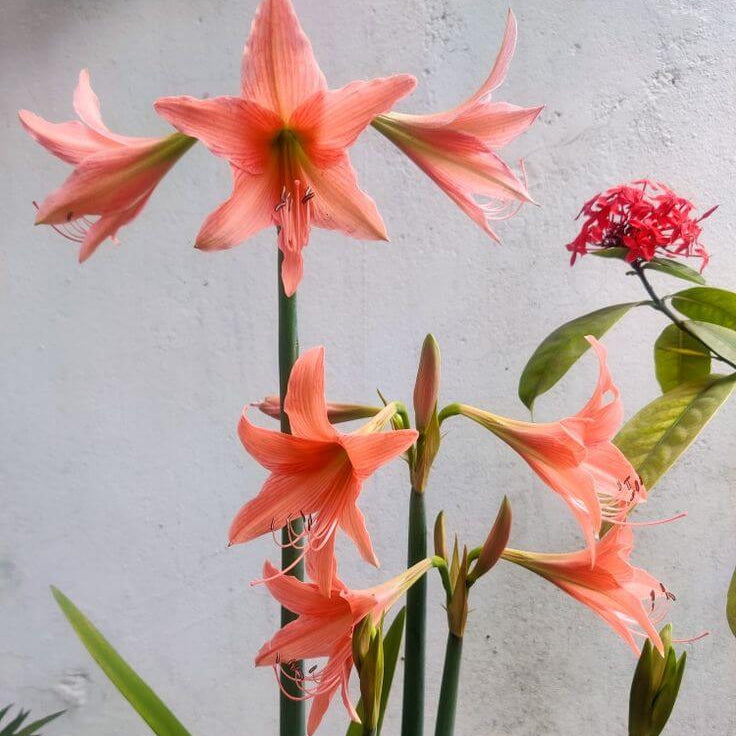 Barbados Lily Amaryllis plant