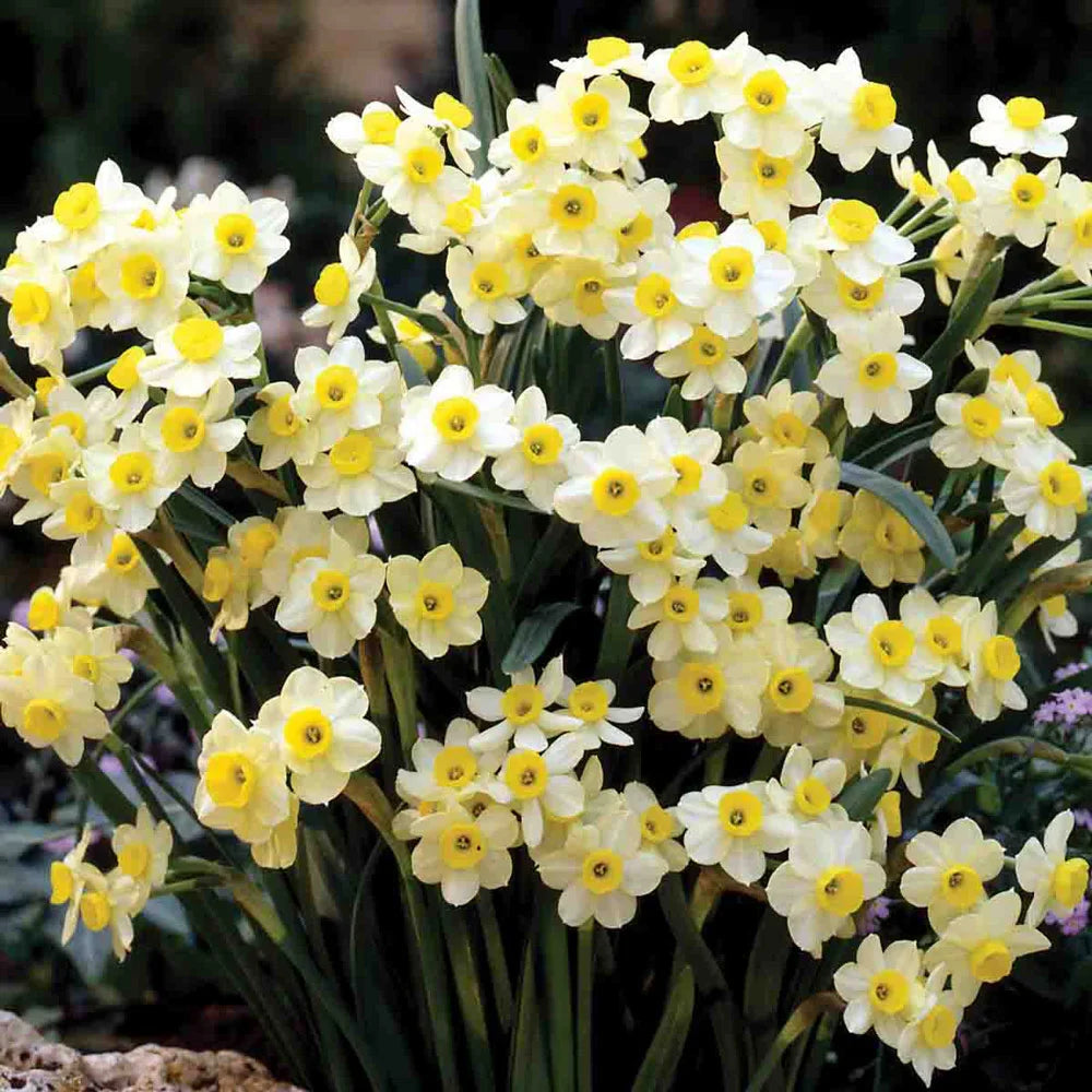Blue Yellow flower seeds