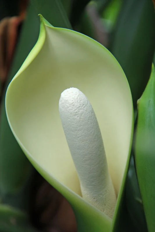 Green Philodendron flower seeds
