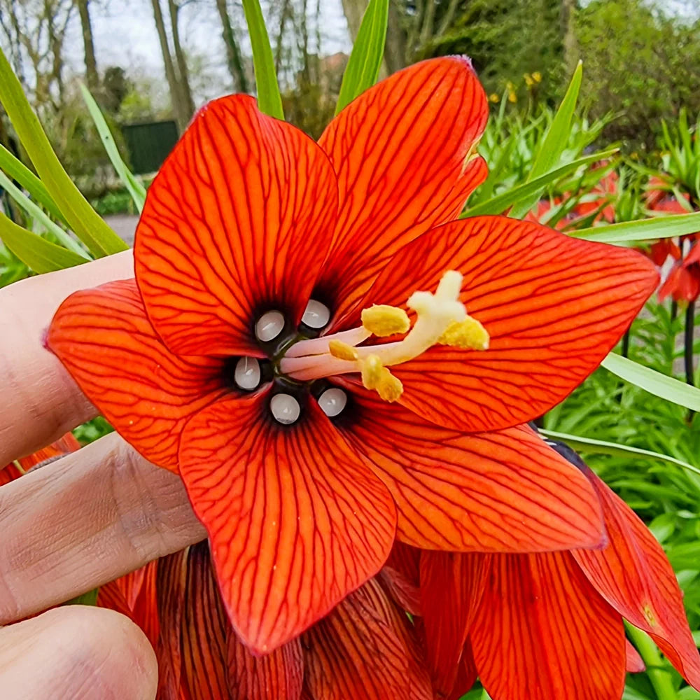 Fritillaria Imperialis flower seeds