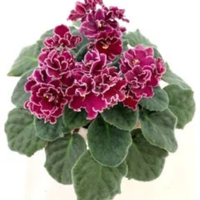 Saintpaulia African Violet plant