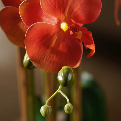 Orange Phalaenopsis flower seeds