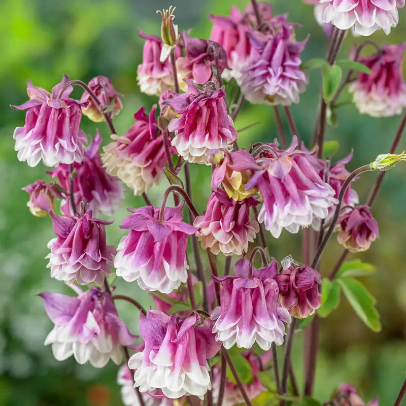 Pink Petticoat flower seeds