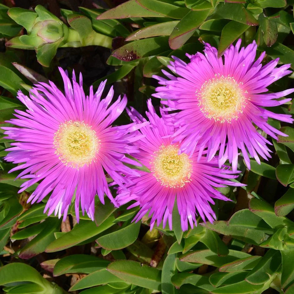 Carpobrotus flower seeds