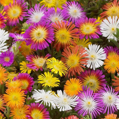 Delosperma flower seeds