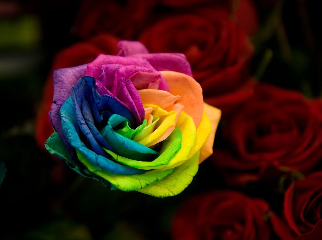 Rainbow Rose flower seeds