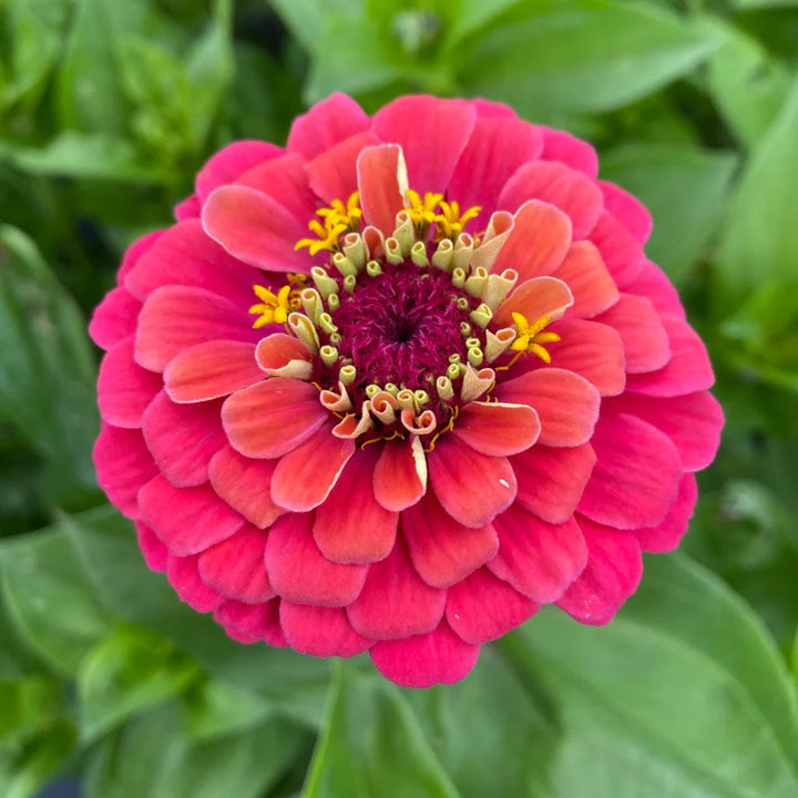Carrousel Zinnia flower seeds