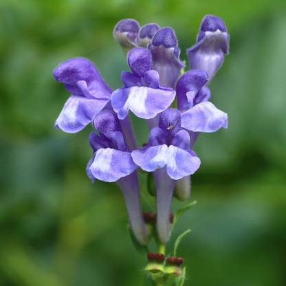 Skullcap Scutellaria Incana plant