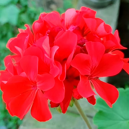Geranium plant