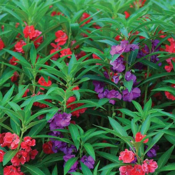 Balsam Impatiens plant