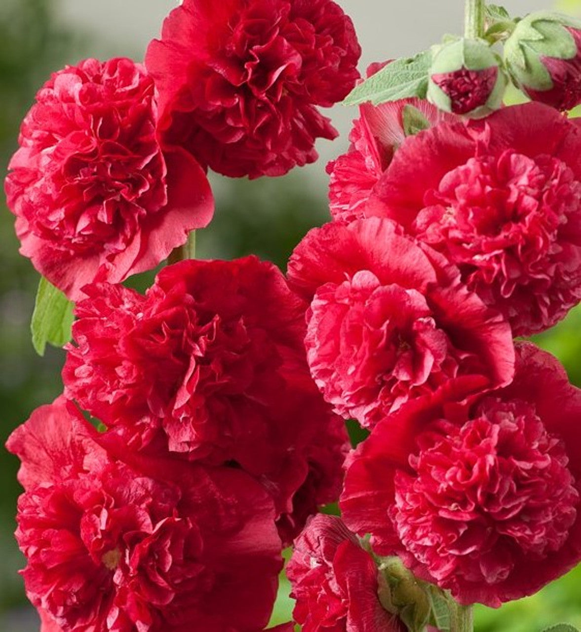 Double Red Hollyhock plant