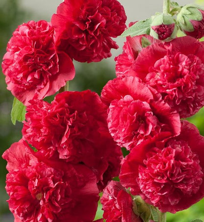 Double Red Hollyhock plant