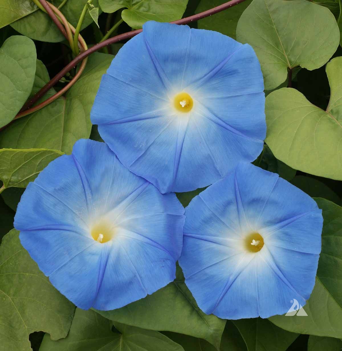 Blue Morning Glory plant