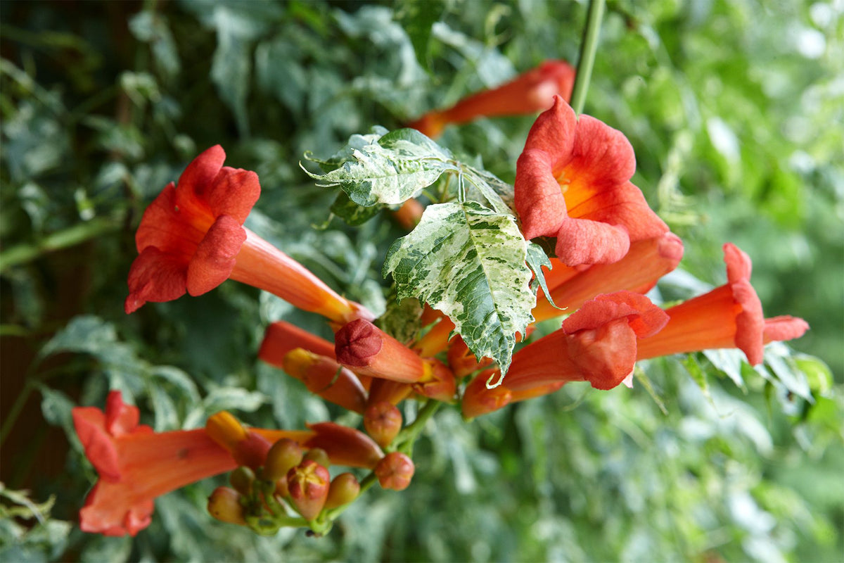 Scarlet Trumpet Vine plant