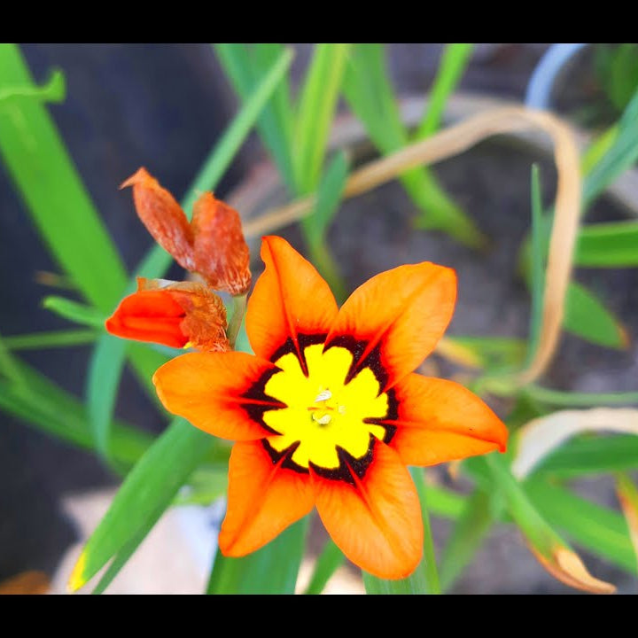 Orange Sparaxis Tricolor plant