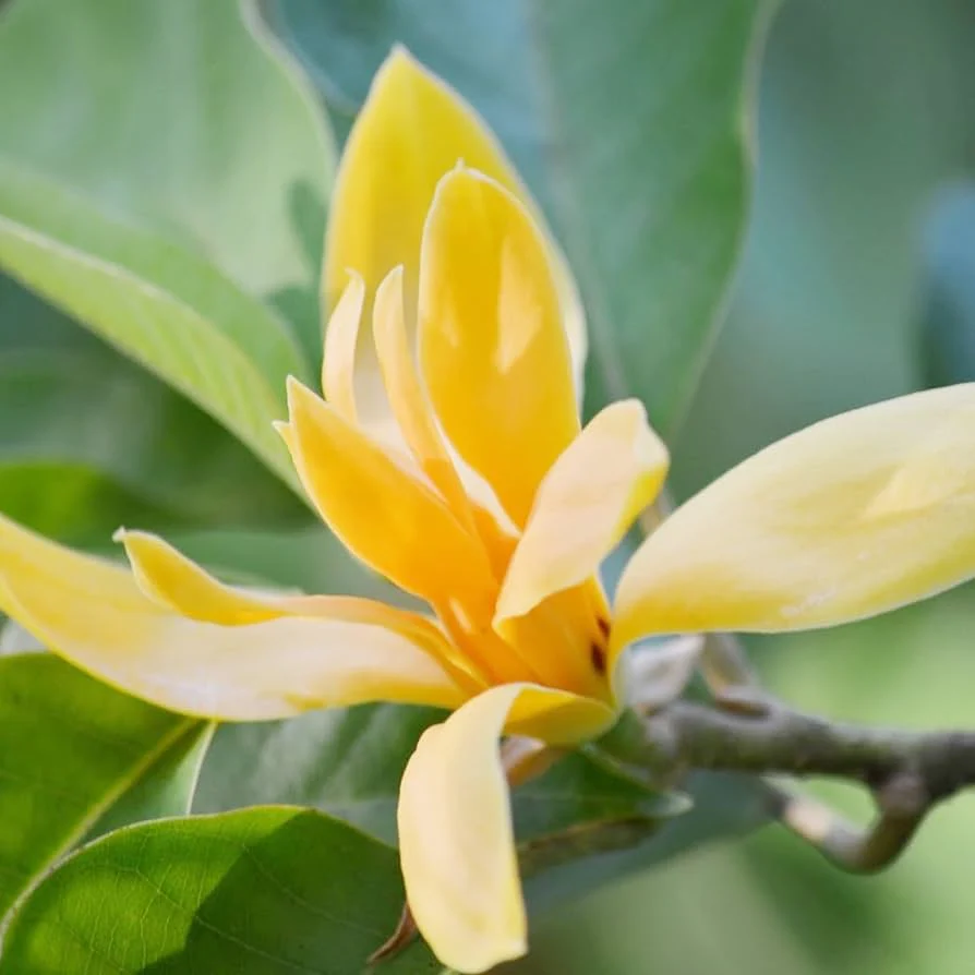 Butterfly Magnolia plant
