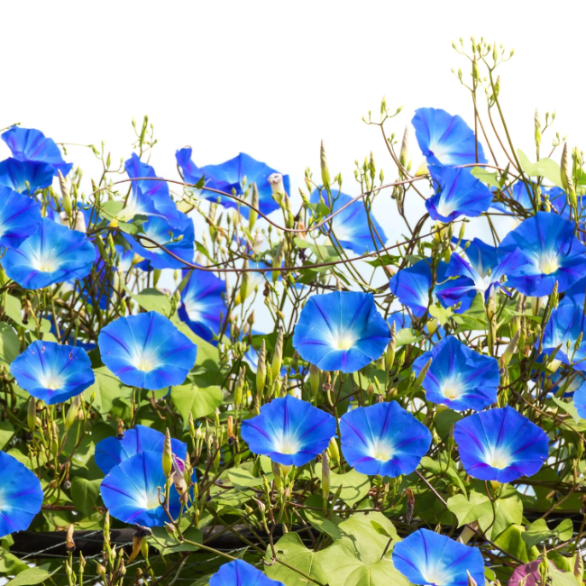 Picotee Morning Glory plant