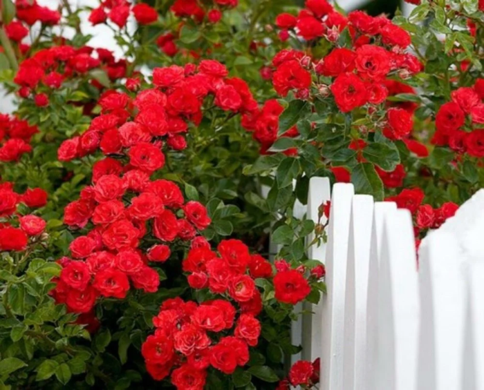 Climbing Rose plant