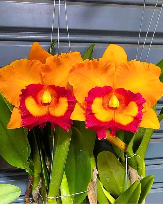 Orange Cattleya flower seeds