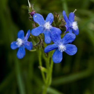 Anchusa Officinalis plant