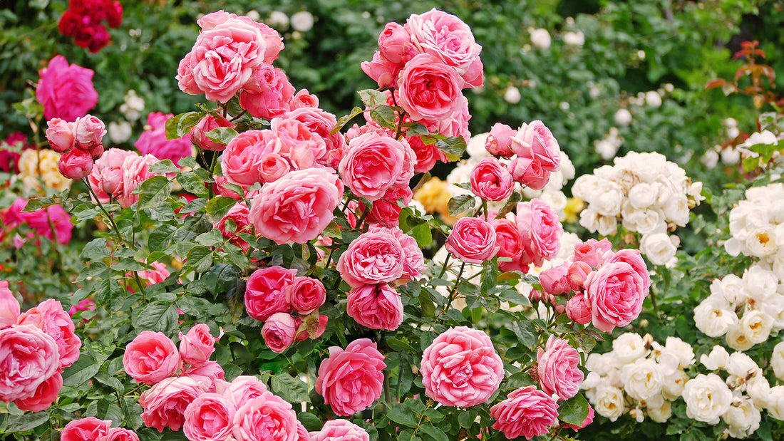 Climbing Rose flower seeds