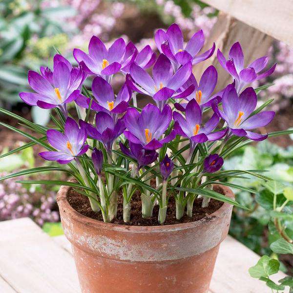 Purple Crocus flower seeds
