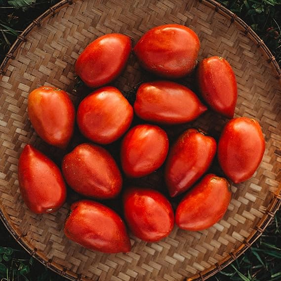 amish paste tomato seeds