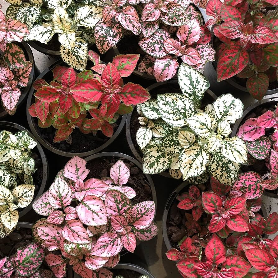 Pink Green flower seeds