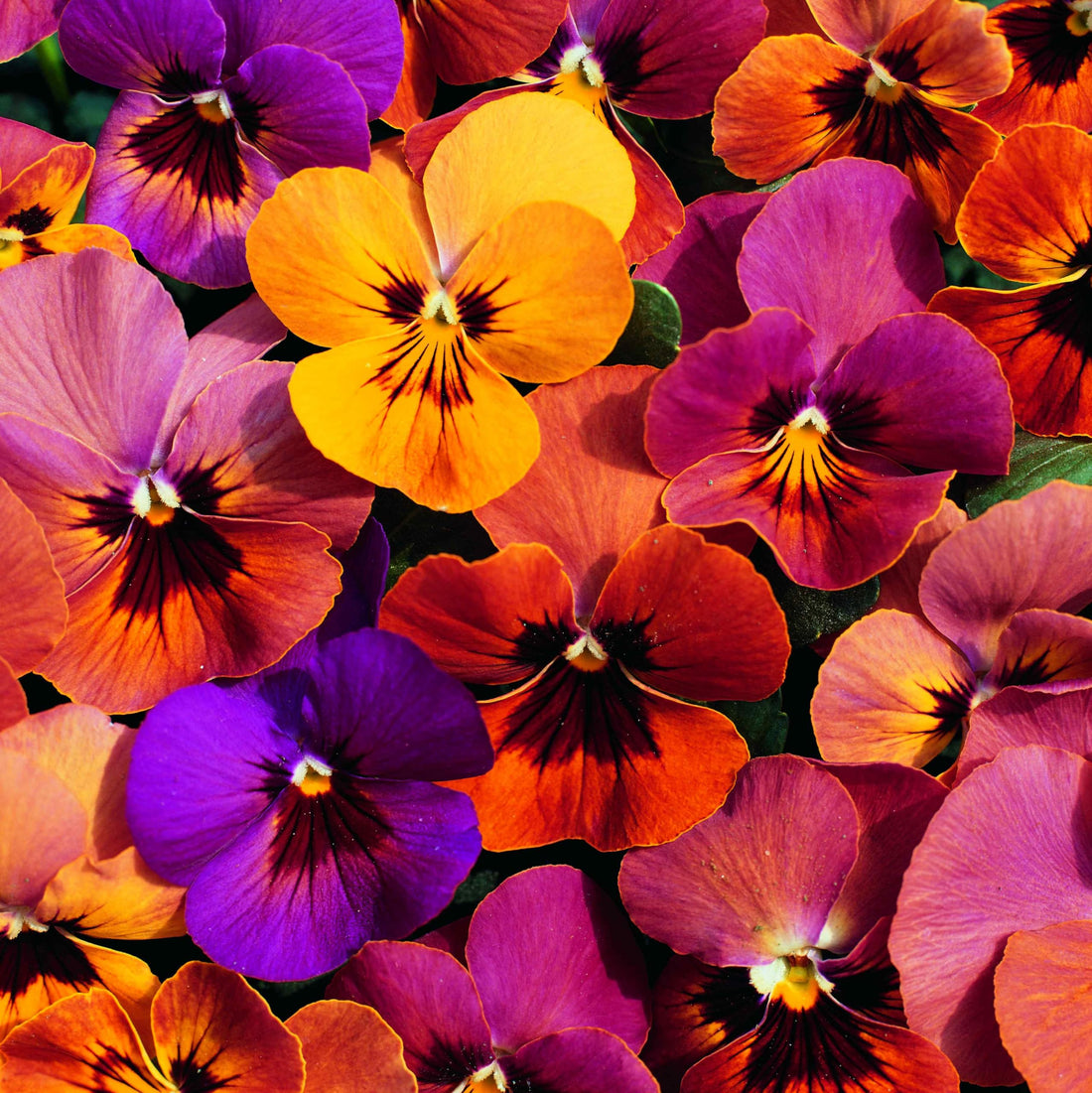 Amber Kiss flower seeds