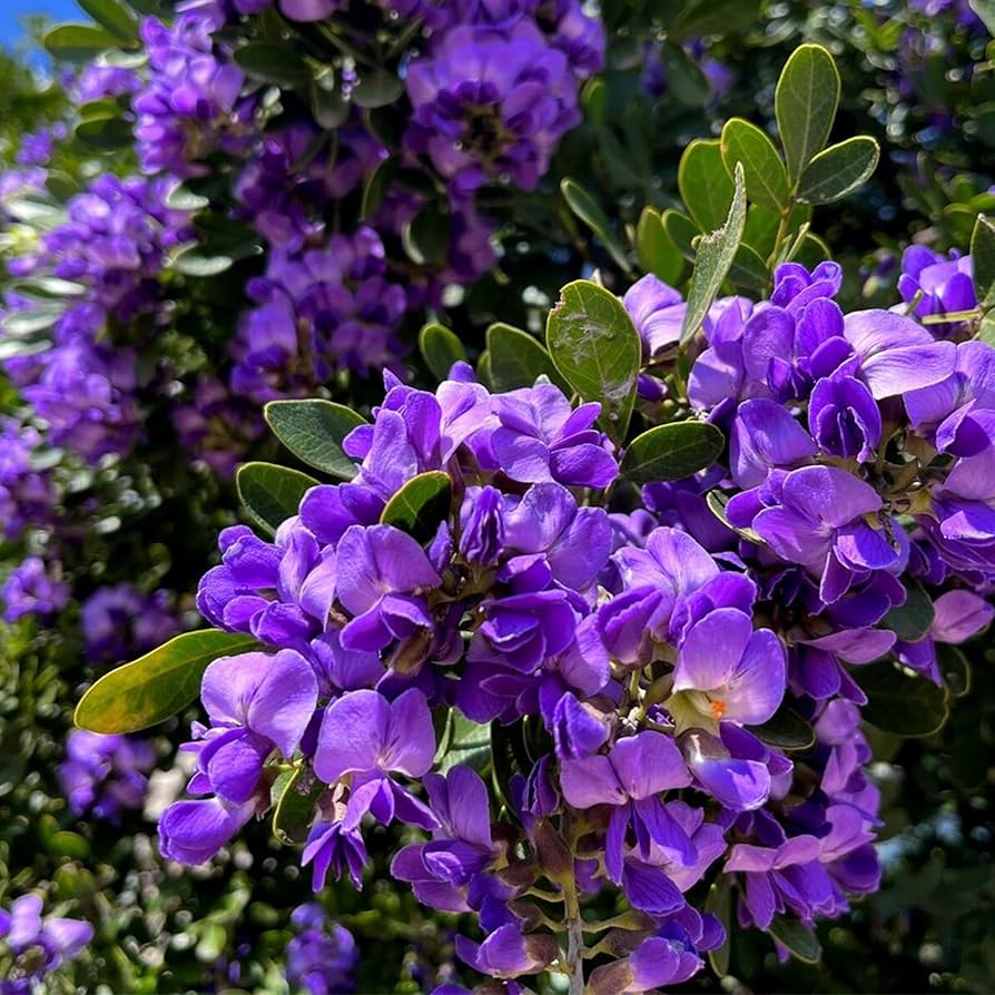 Texas Mountain flower seeds