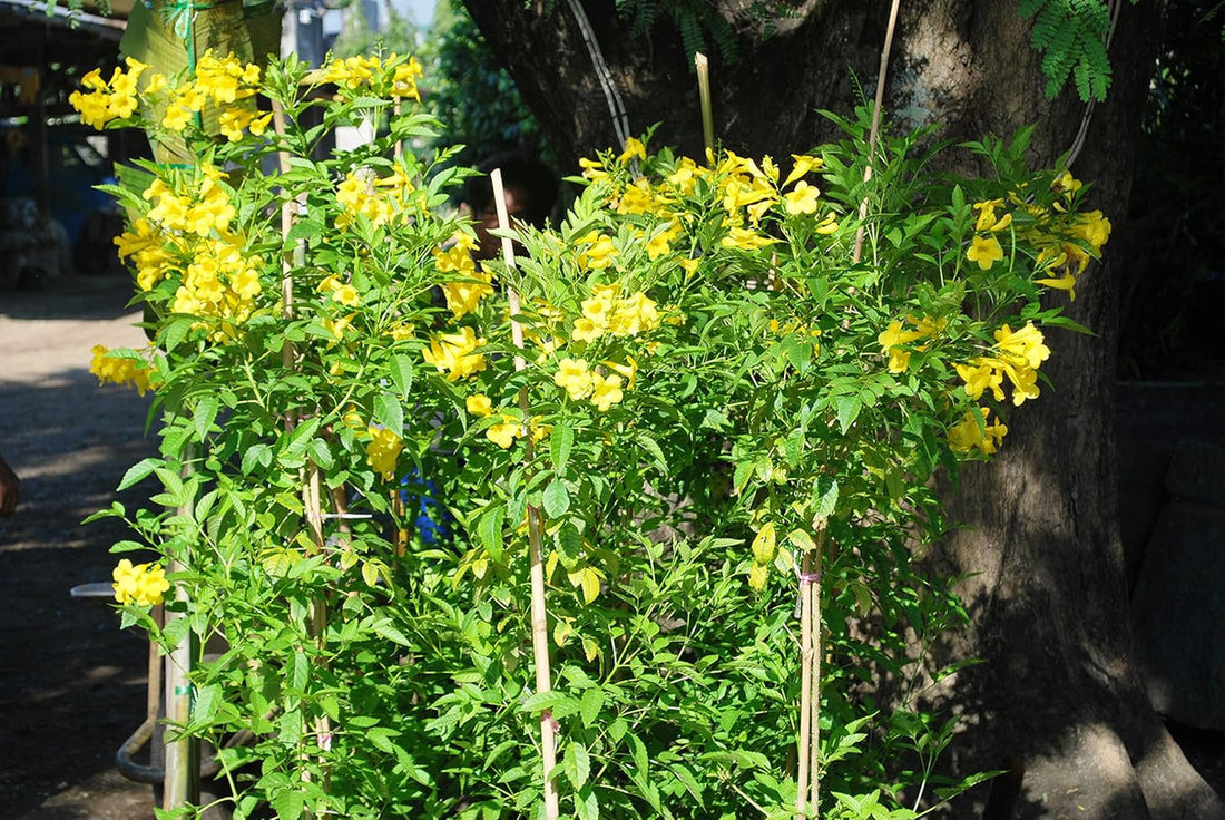 Yellow Pot flower seeds