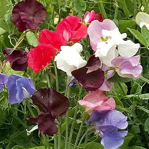 Fragrant Lathyrus flower seeds