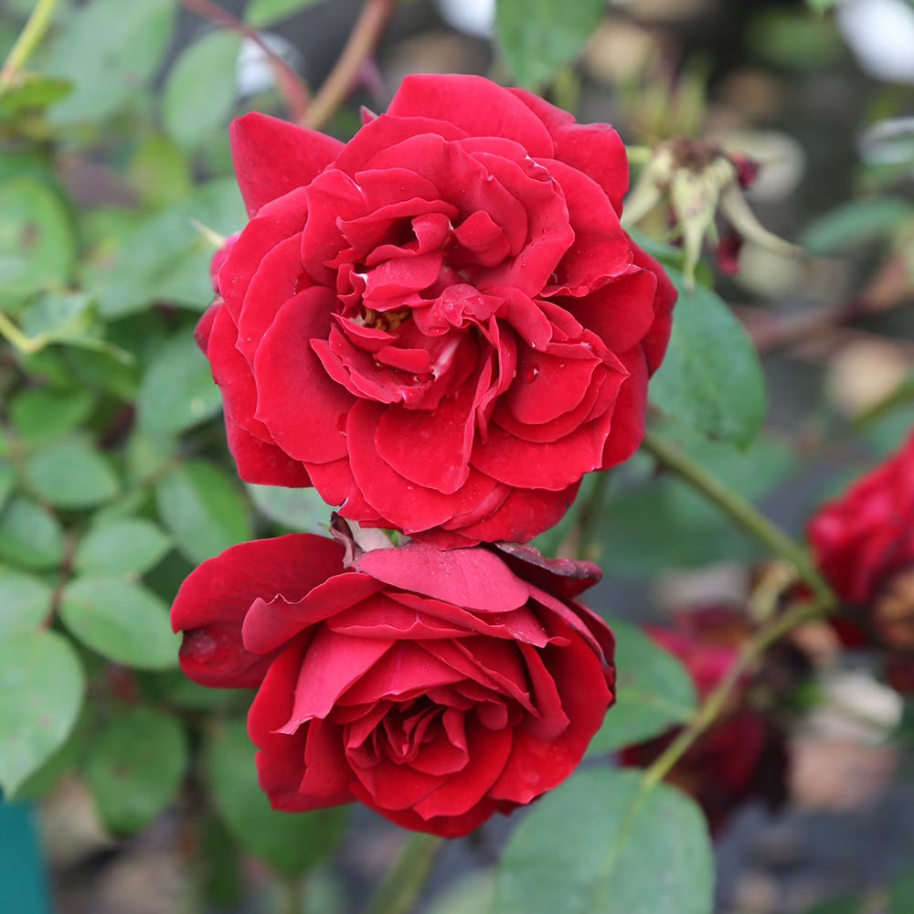 Pink Red flower seeds
