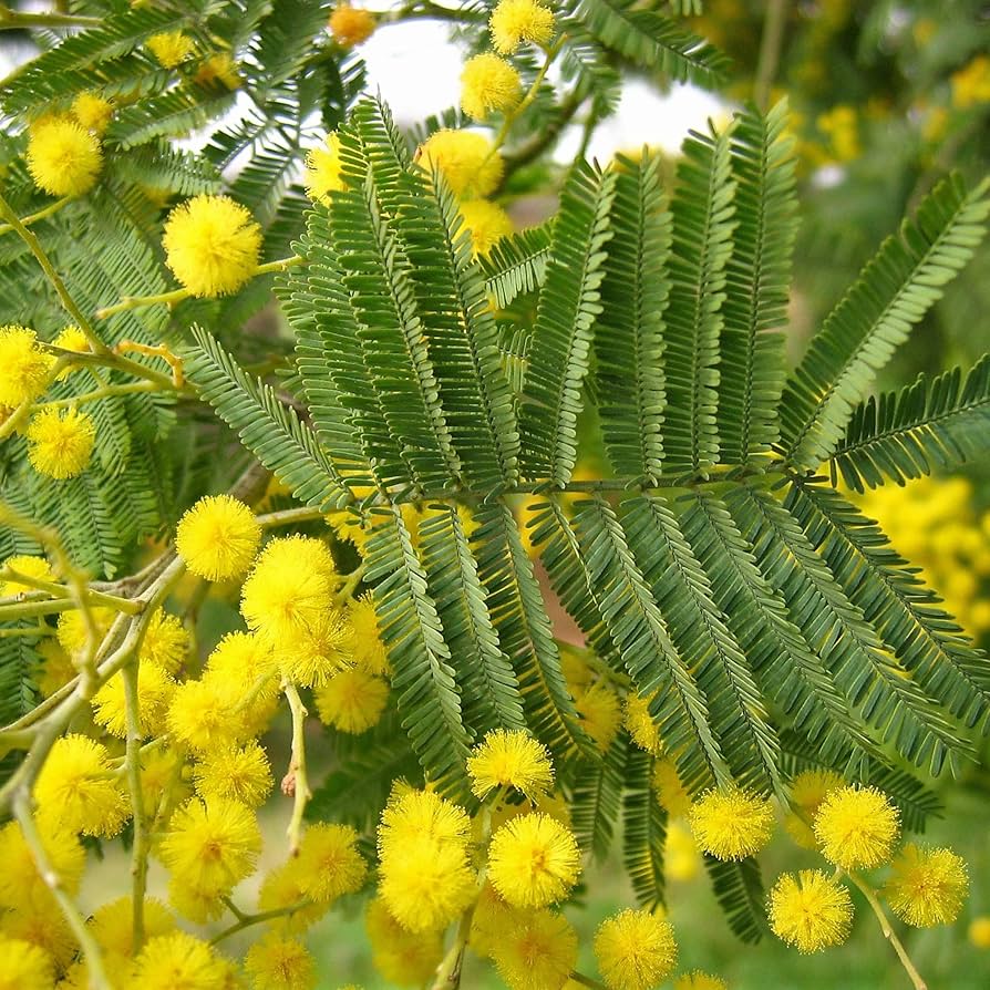 Dealbata Mimosa flower seeds