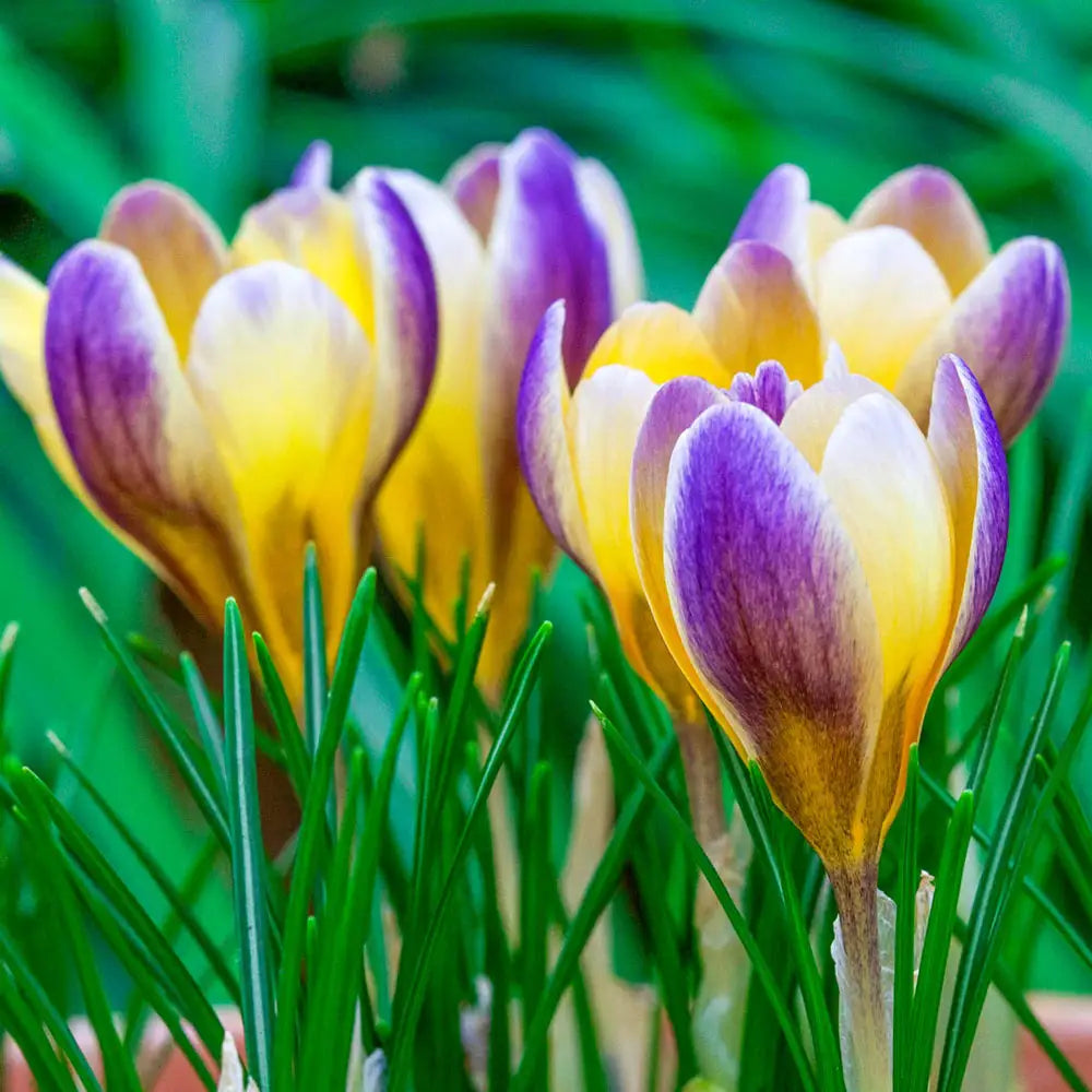 Violet Yellow flower seeds