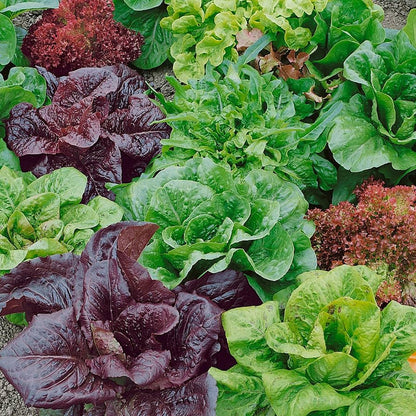 Mixed Lettuce Seeds for Planting – Gourmet Salad Mix