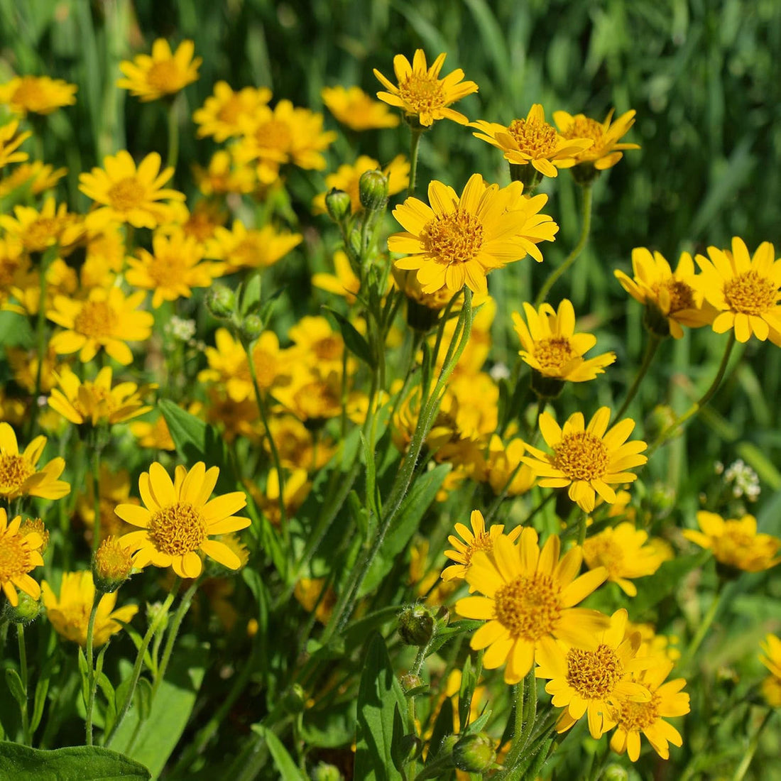 Arnica Montana flower seeds