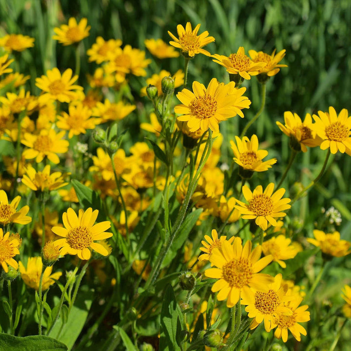 Arnica Montana flower seeds