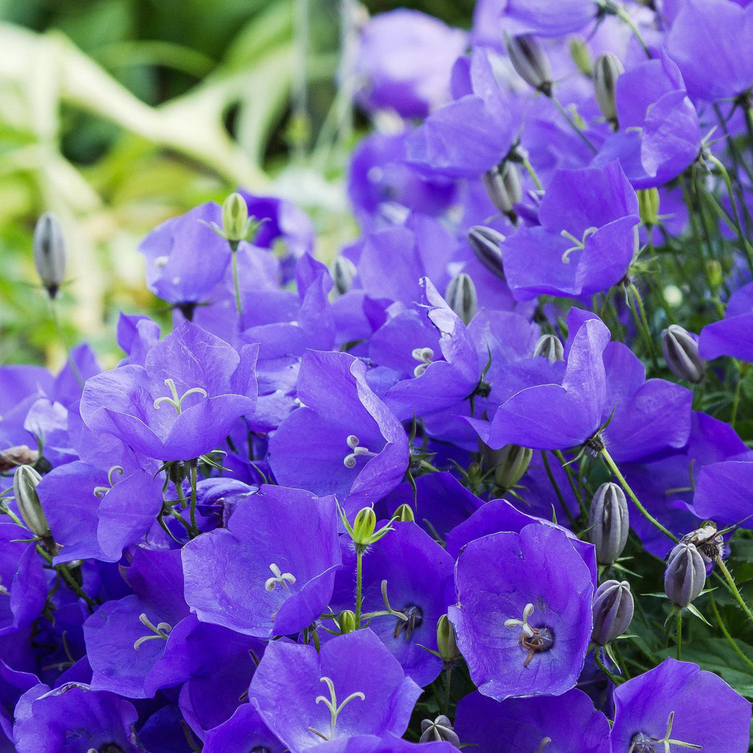 Campanula Carpatica flower seeds