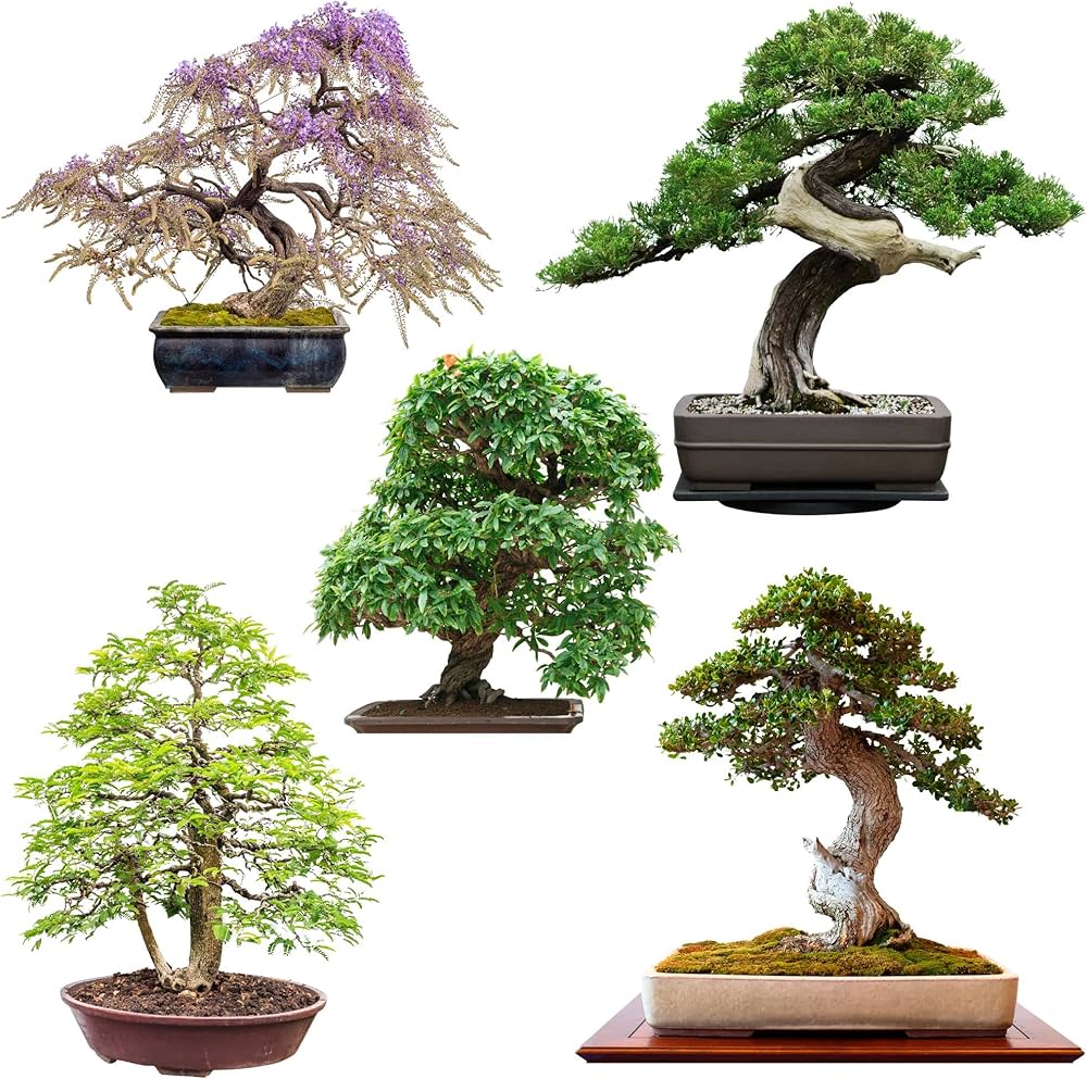 Multi Simsii flower seeds