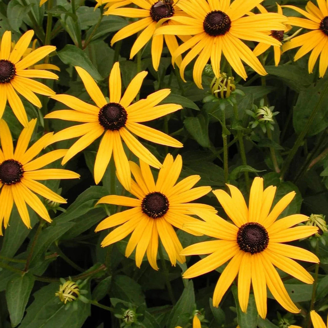 Fulgida flower seeds