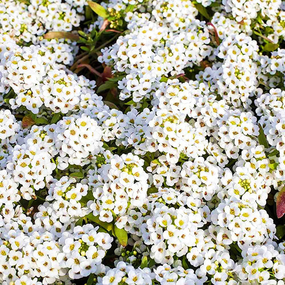 Tiny Tim flower seeds