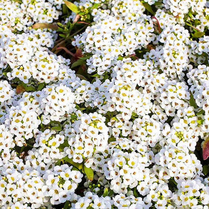 Tiny Tim flower seeds