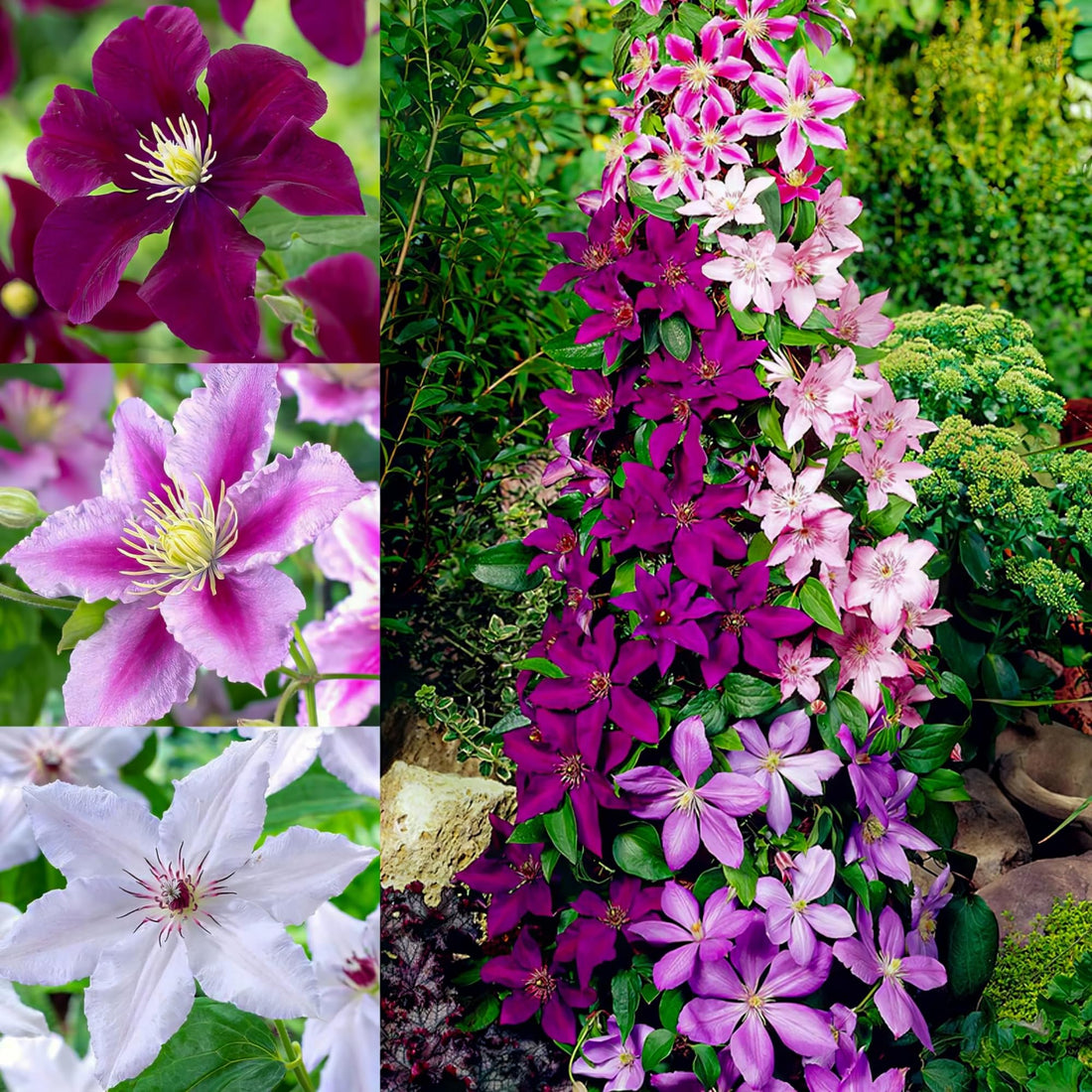 Clematis flower seeds
