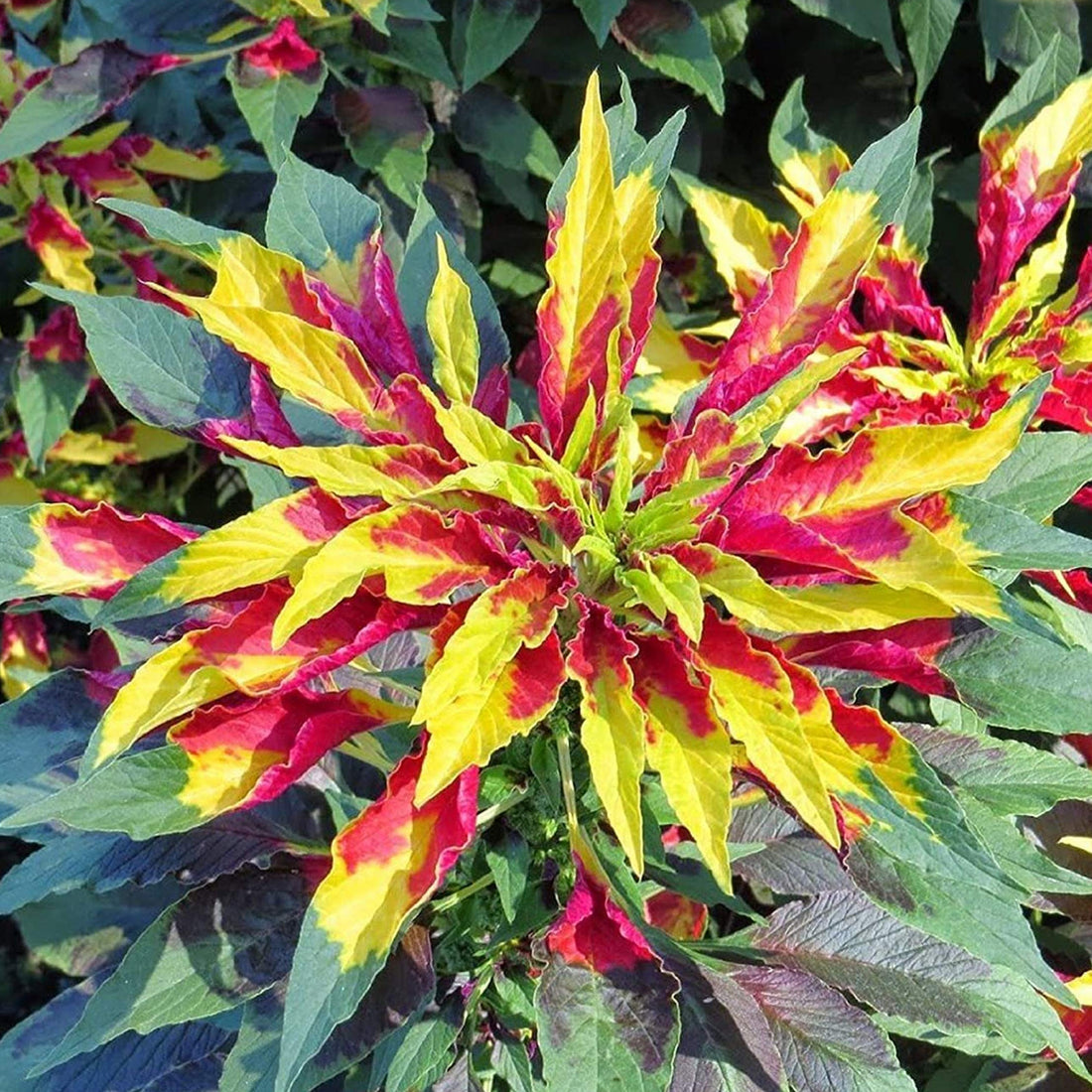 Yellow Red flower seeds