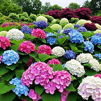 Hydrangea flower seeds