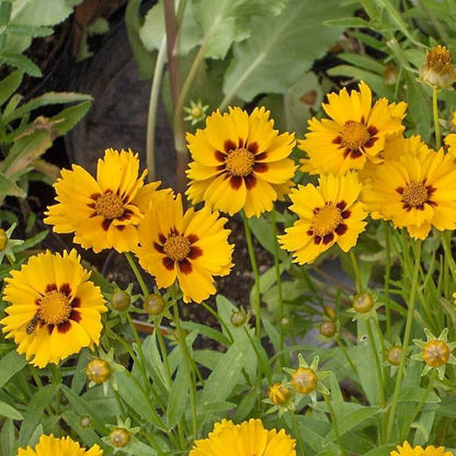 Bright Tickseed plant